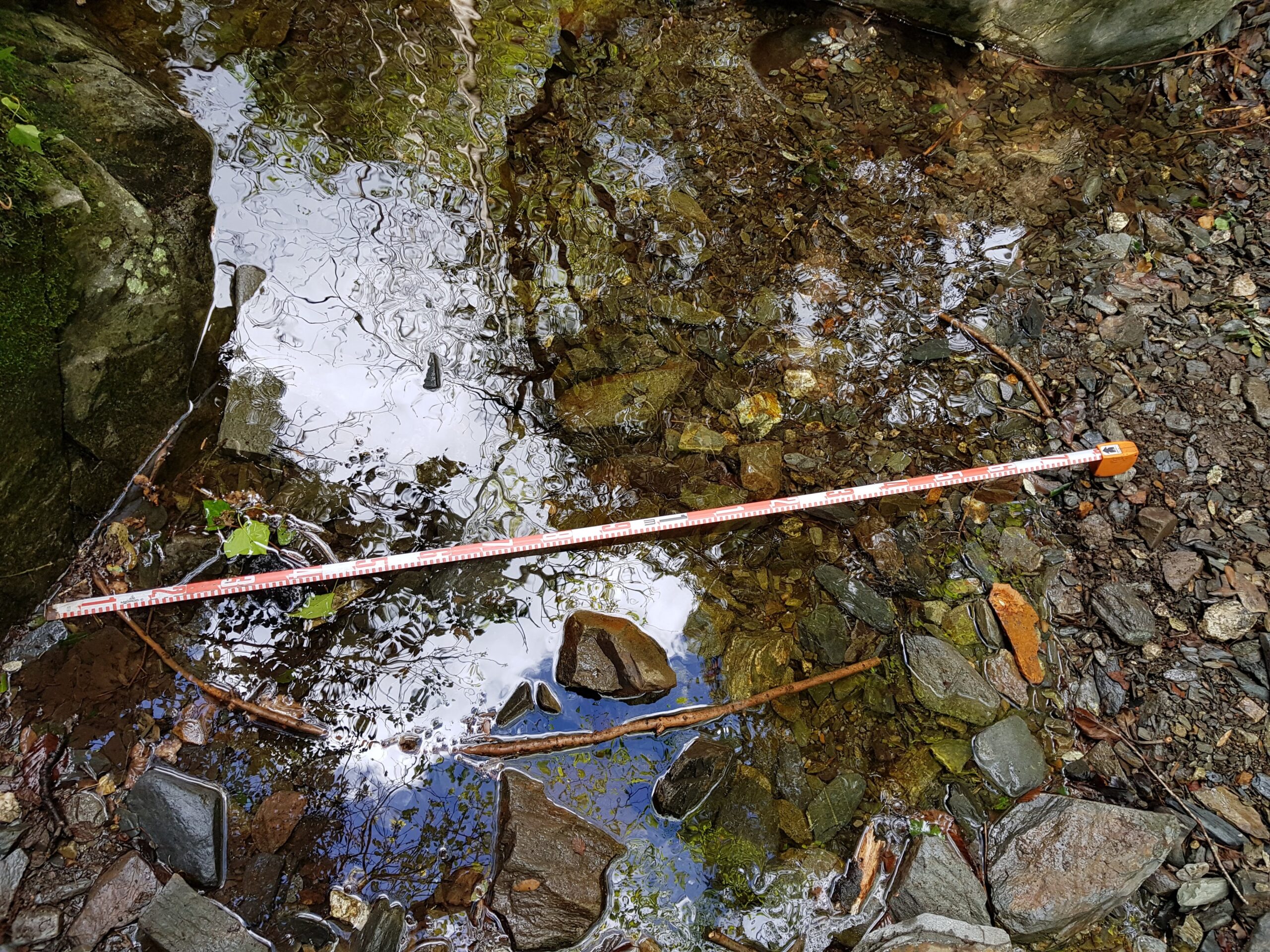 Imatge d'arxiu d'un tritó del Montseny. PNM