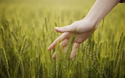 Estem en el projecte de recollida de mostres de sòl per l’inventari de nutrients al sòl de Catalunya